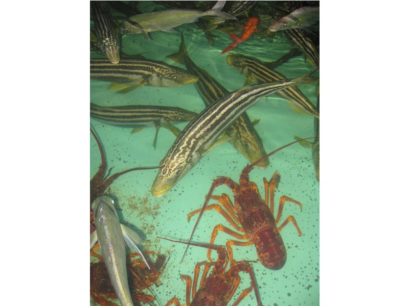 18 Medea Cove Esplanade, St Helens TAS 7216