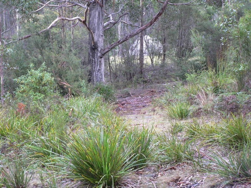 461B Gardiners Creek Road, St Marys TAS 7215