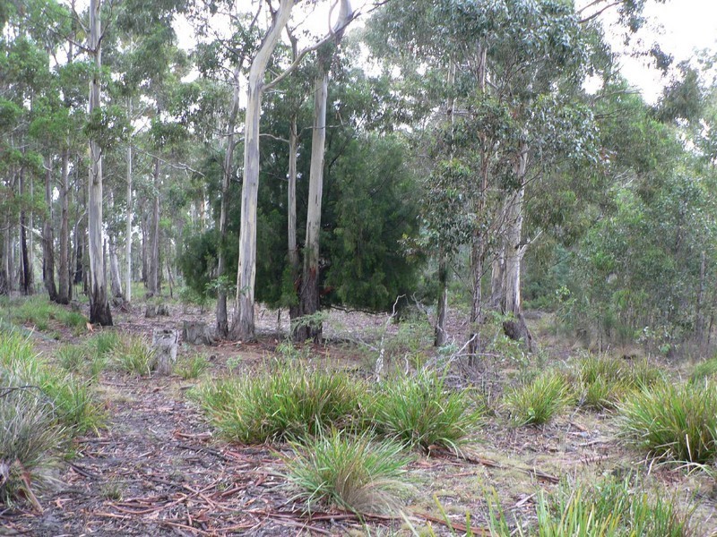461B Gardiners Creek Road, St Marys TAS 7215