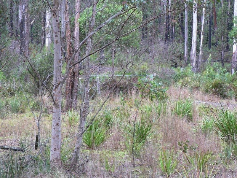 461B Gardiners Creek Road, St Marys TAS 7215