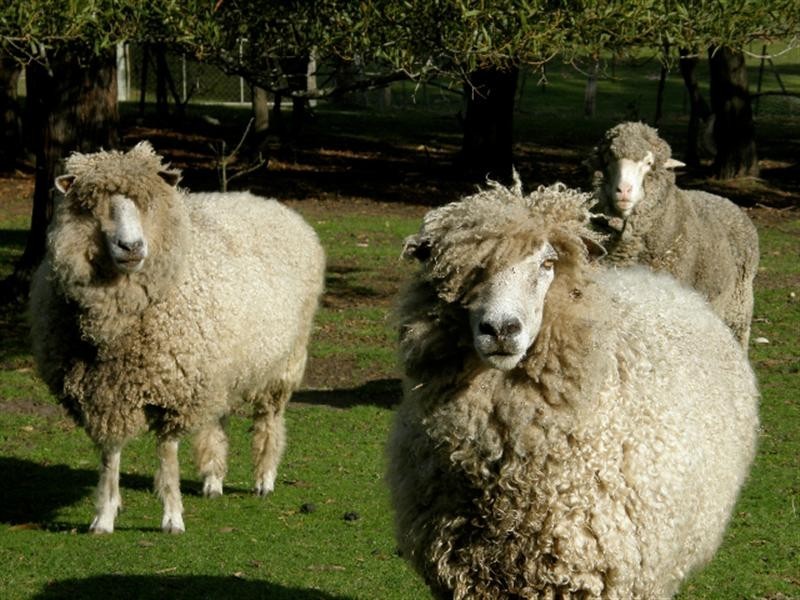 117 Eastern Creek Road, Upper Scamander TAS 7215