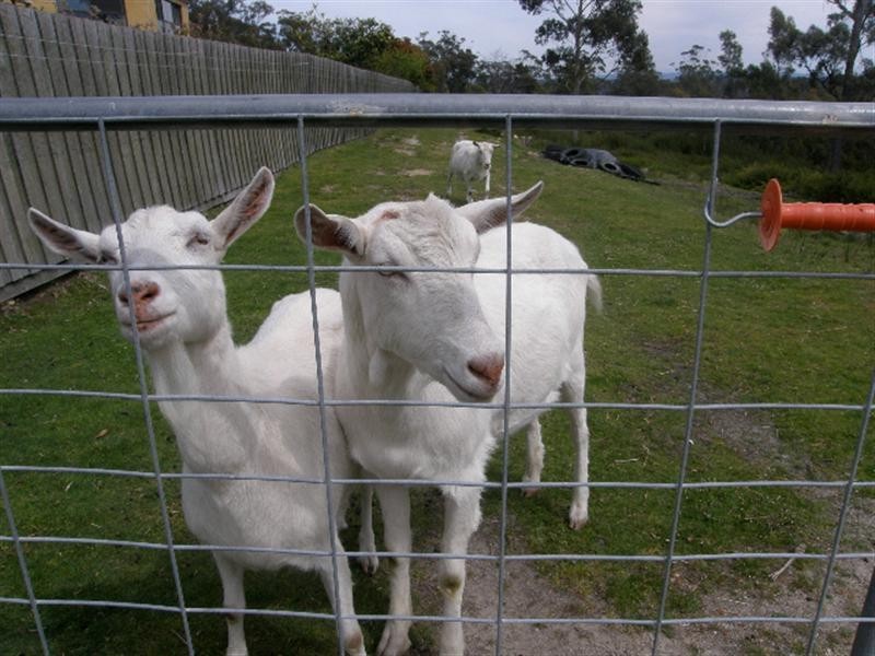 531 Binalong Bay Road, St Helens TAS 7216