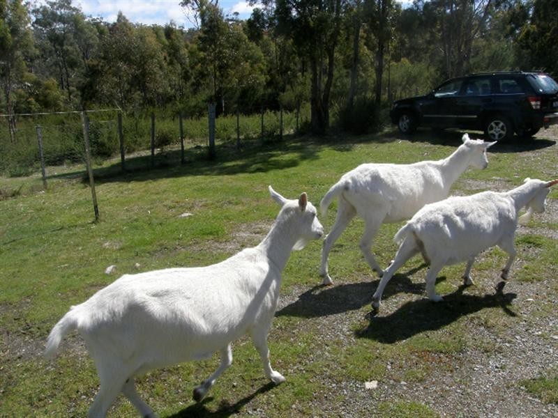 531 Binalong Bay Road, St Helens TAS 7216