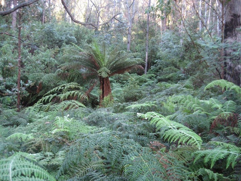 Davis Gully Road, Four Mile Creek TAS 7215