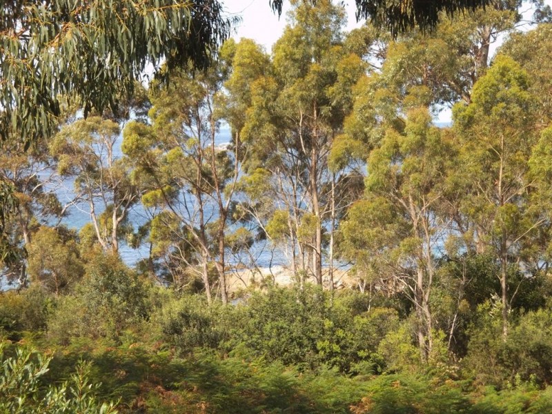 54 Treloggen Drive, Binalong Bay TAS 7216