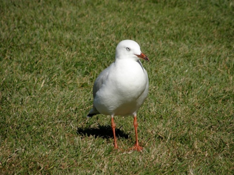 12 Parkside Avenue, St Helens TAS 7216