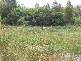46 Skeggs Avenue, White Beach TAS 7184