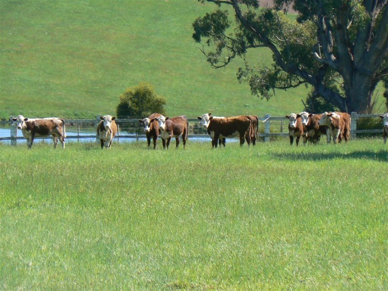 309 Bellamy Road, Forth TAS 7310