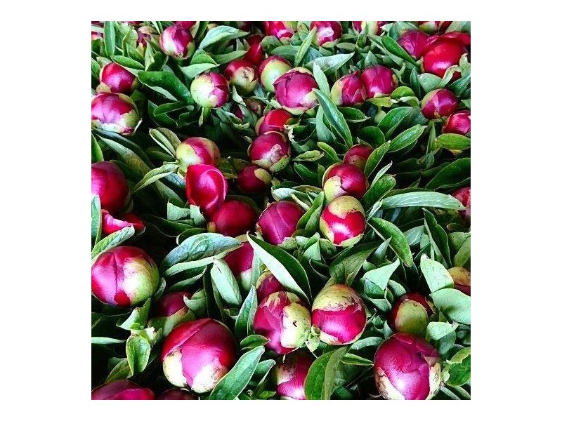 314 Loongana, Nietta TAS 7315