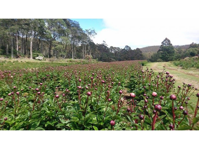 314 Loongana, Nietta TAS 7315