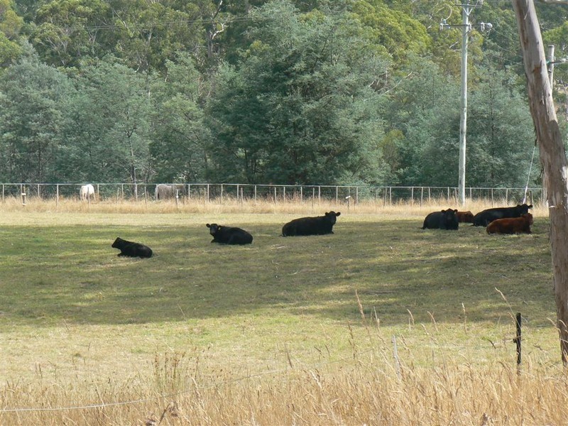 Paloona Dam Road, Paloona TAS 7310