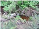 1759 Loongana Road, Loongana TAS 7315