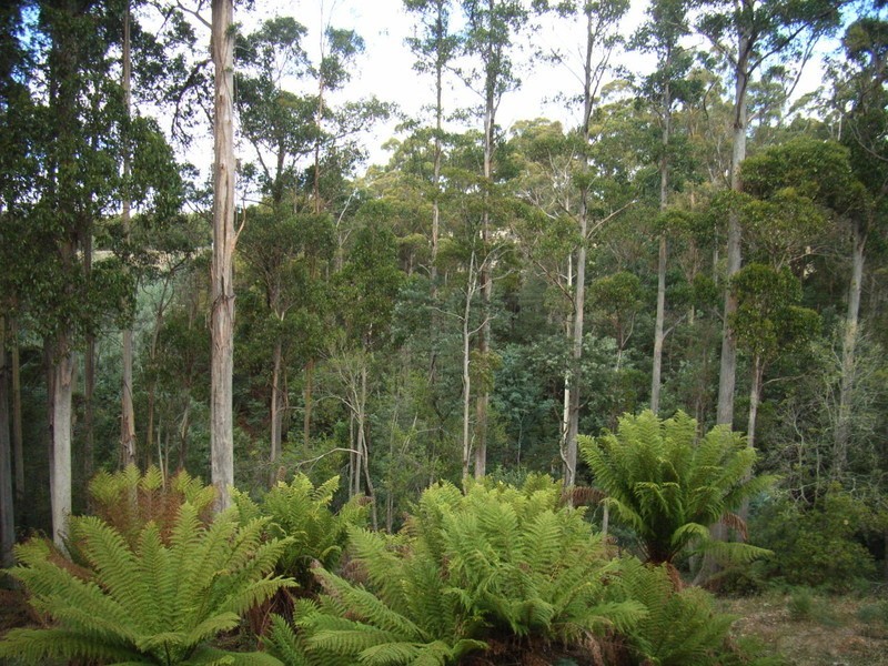 322 Allison Road, North Motton, Ulverstone TAS 7315