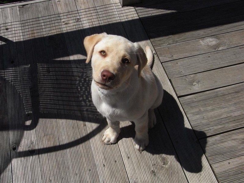 15 Burnett Crescent, Ulverstone TAS 7315