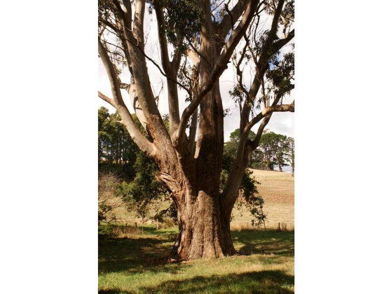 219 Pine Road, Penguin TAS 7316