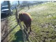 Martin Road, Forth TAS 7310