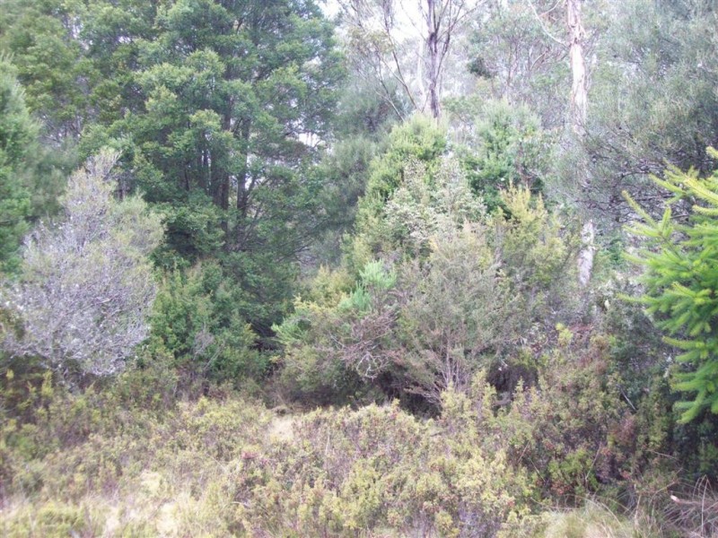 Lot 2 Cradle Mountain Road, Moina TAS 7310