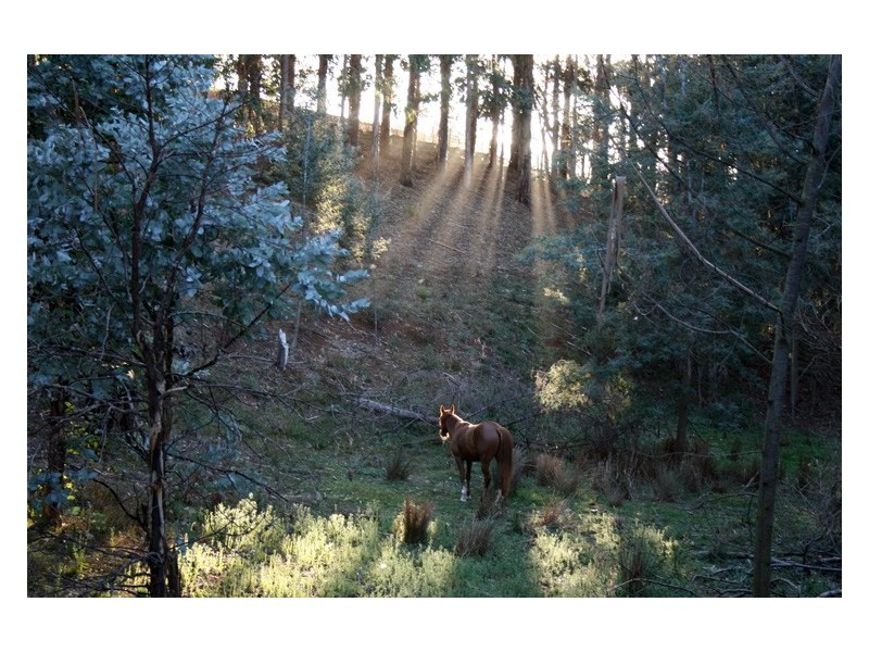 153 West Gawler Road, Gawler TAS 7315