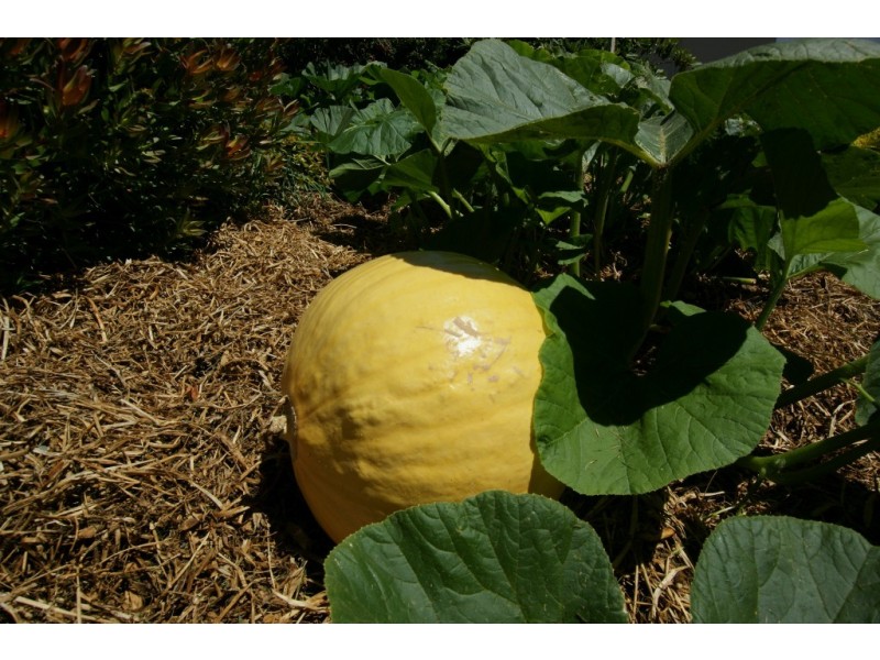 10 King Edward Street, Penguin TAS 7316