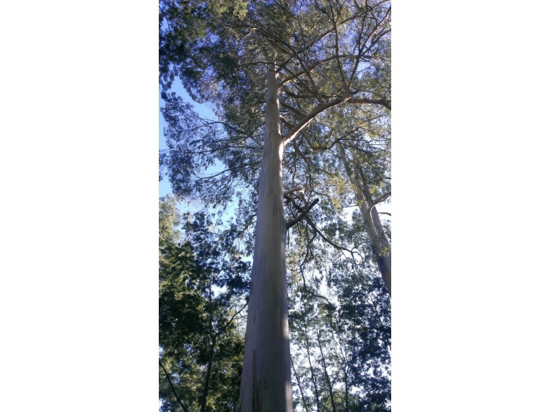 655 Wilmot Road, Forth TAS 7310