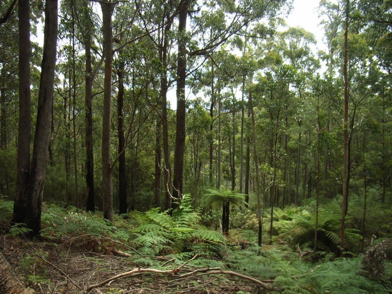 180 Bretts Road, North Motton TAS 7315