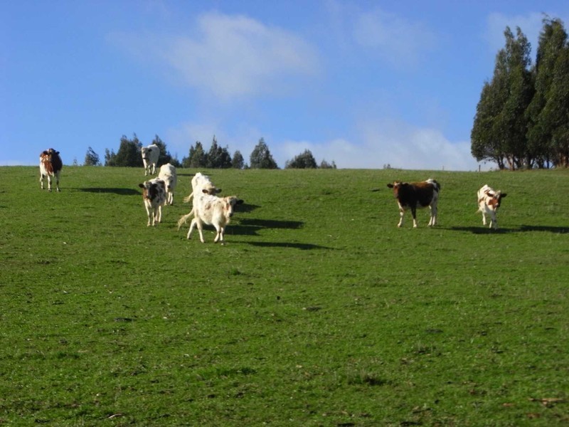 15 Reillys Road, Wynyard TAS 7325