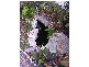 74 Irby Boulevard, Sisters Beach TAS 7321