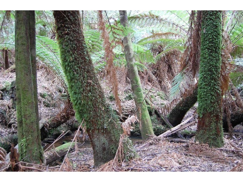 1 Preolenna Road, Moorleah TAS 7325