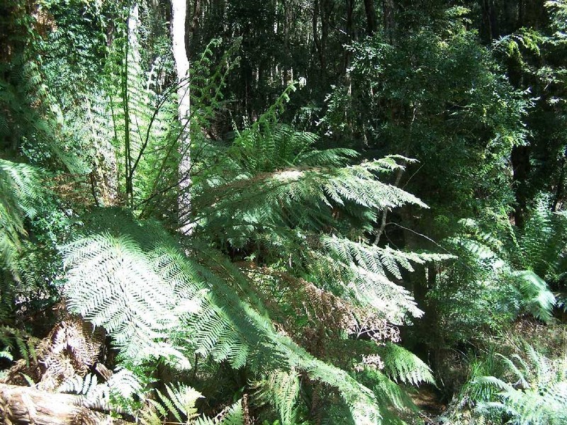 1 Preolenna Road, Moorleah TAS 7325