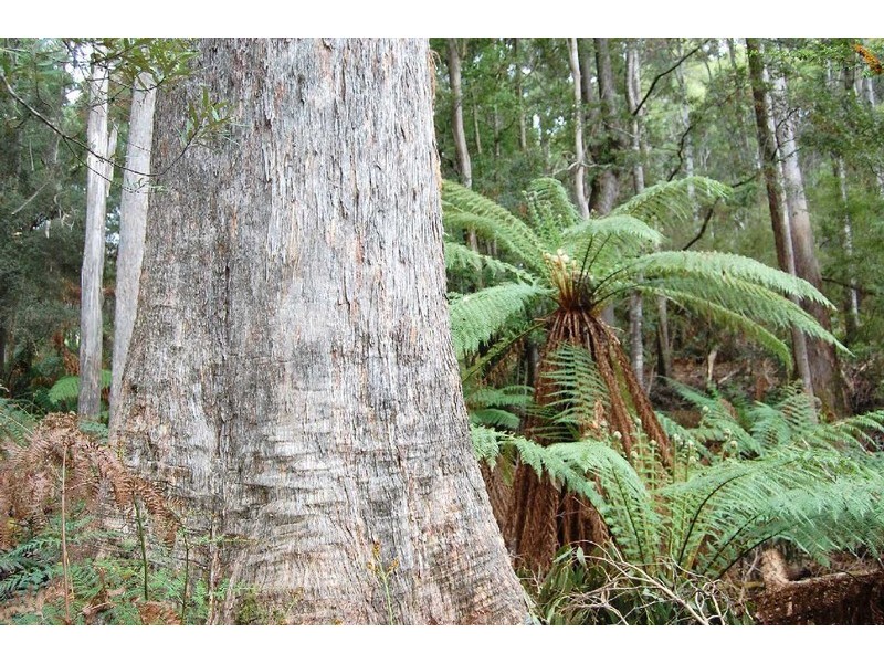 1 Preolenna Road, Moorleah TAS 7325