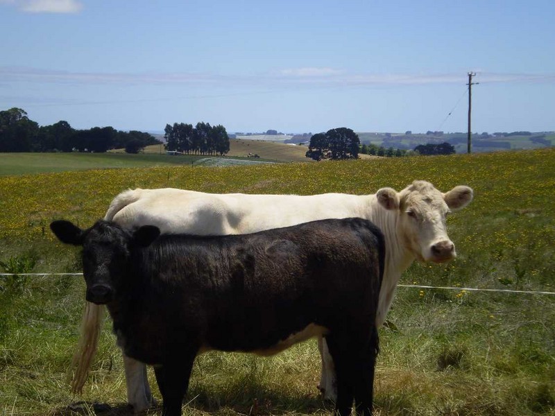 605 Deep Creek Road, Wynyard TAS 7325