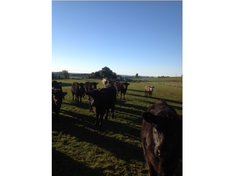 620 East Yolla Road, Yolla TAS 7325