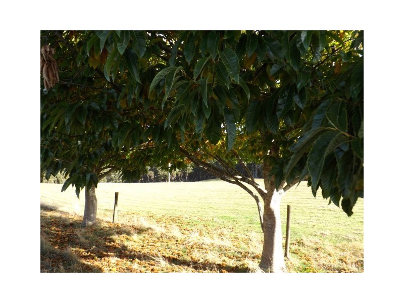 260 Ten Foot Track, Preolenna TAS 7325