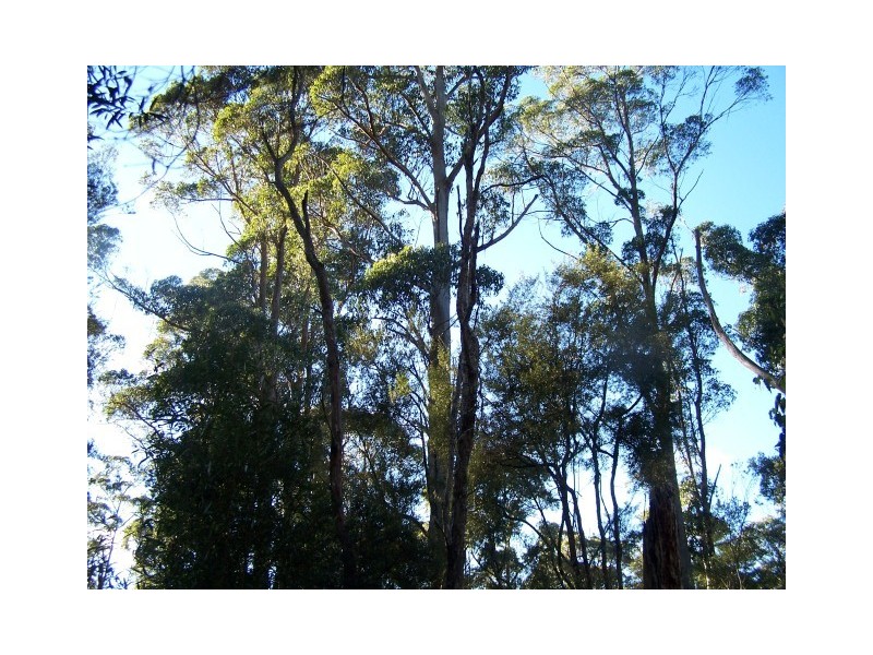 264 East Yolla Road, Yolla TAS 7325