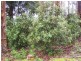 265 Coalmine Road, Preolenna TAS 7325