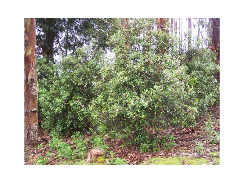 265 Coalmine Road, Preolenna TAS 7325