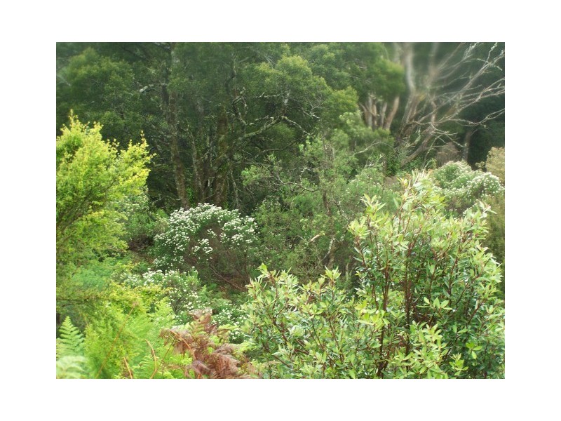265 Coalmine Road, Preolenna TAS 7325
