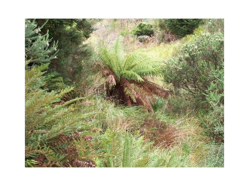 0 Walker Street, Waratah TAS 7321