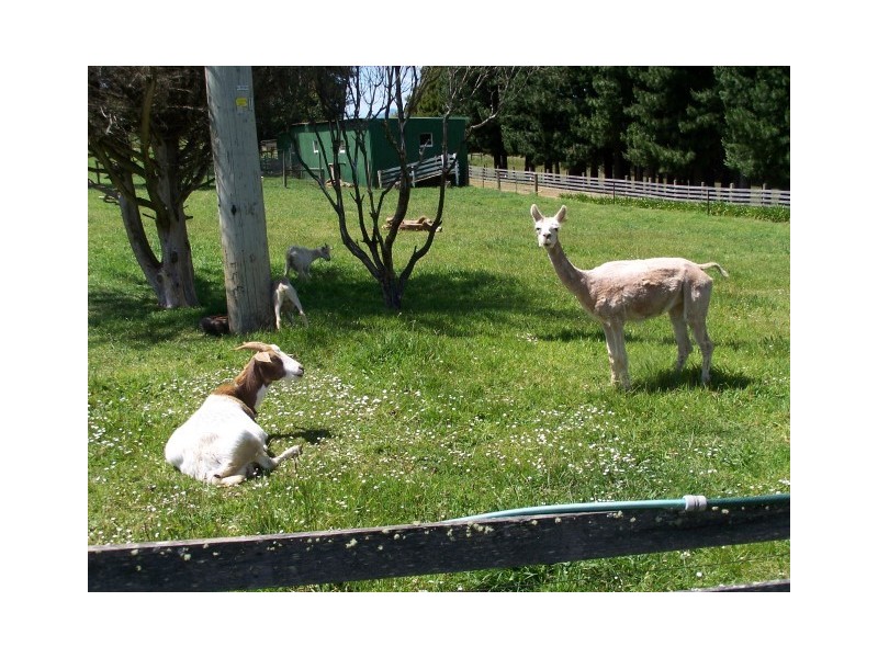 186 Old Mount Hicks Road, Mount Hicks TAS 7325