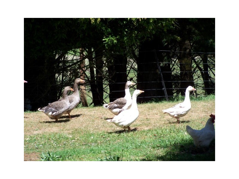 186 Old Mount Hicks Road, Mount Hicks TAS 7325