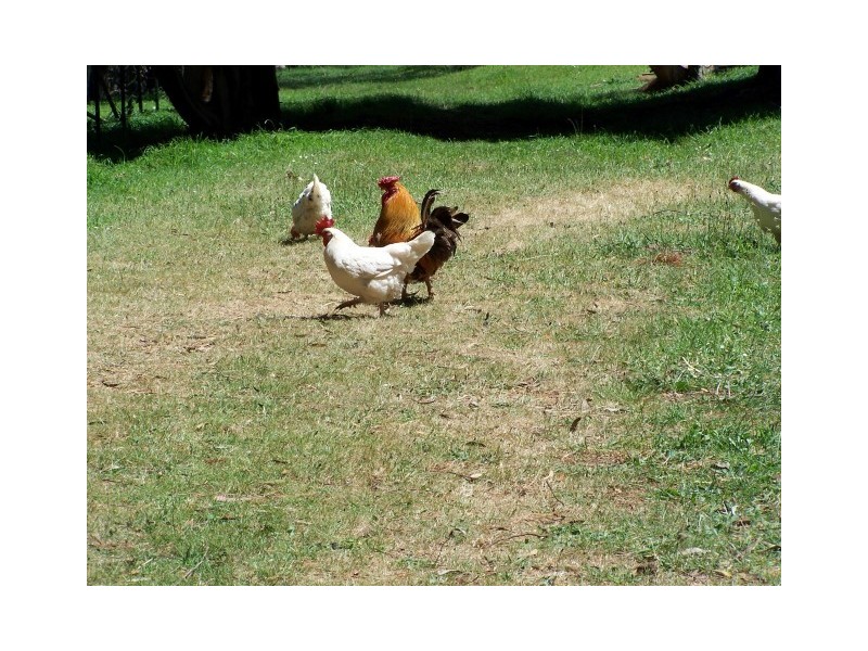 186 Old Mount Hicks Road, Mount Hicks TAS 7325