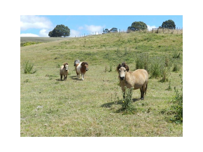 Lot 1, 19 Tippetts Road, Mount Hicks TAS 7325