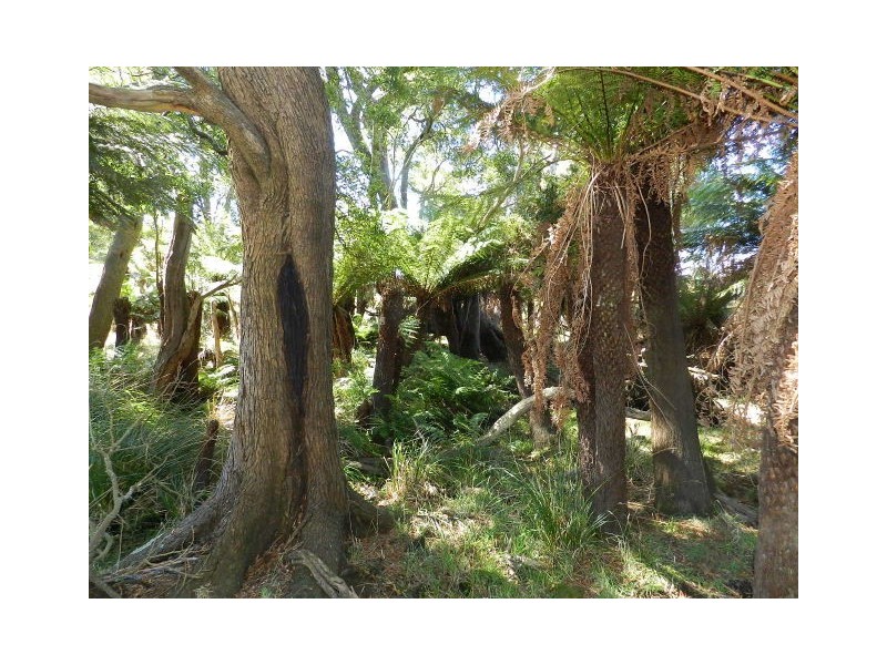 1385 Oldina Road, Oldina TAS 7325