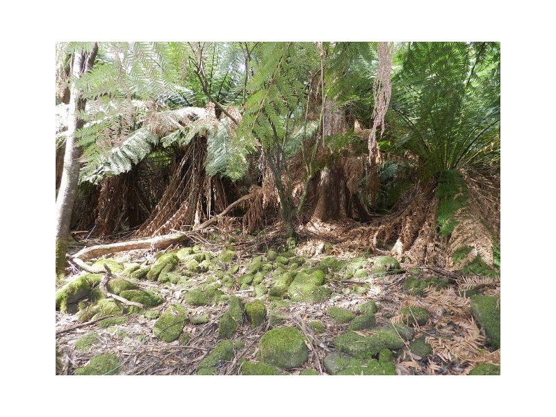 75 Locketts Road, Oldina TAS 7325