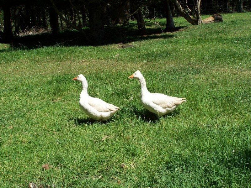 186 Old Mount Hicks Road, Mount Hicks TAS 7325