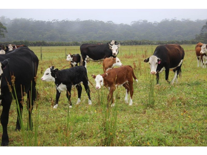 PID 7560991 Barcoo Road, Togari TAS 7330