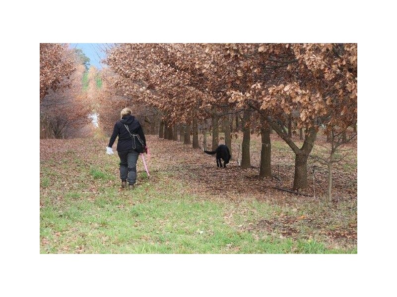 110 Trickett Road, Needles TAS 7304