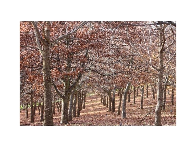 110 Trickett Road, Needles TAS 7304