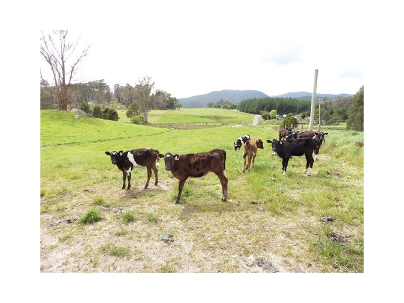 . MacKenzie Valley Road and Capples Road, Cuckoo TAS 7260