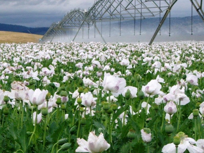 . Windsor Street, Tunbridge TAS 7120